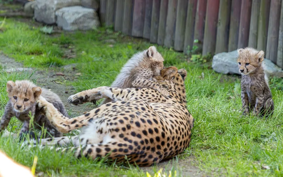 Huňatá geparďata v Zoo Olomouc poprvé dovádí venku. Kdy se ukáží návštěvníkům?