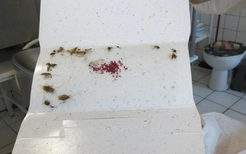 Švábi pod dřezem i za lednicí. Inspekce zavřela restauraci v Litovli
