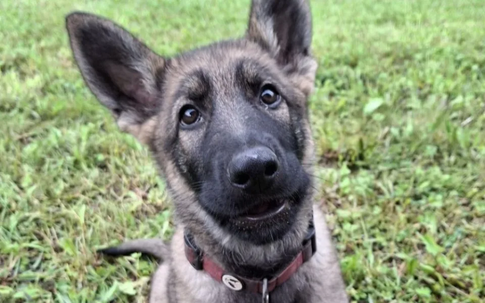 Tříměsíční policejní štěně poprvé v akci. Strážci zákona kontrolovali na Šumpersku chaty a chalupy