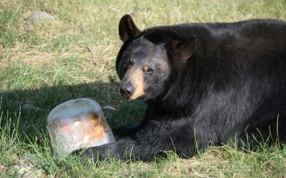 Sprchy, bazény, stín i led. Jak olomoucká zoo pomáhá zvířatům zvládat vedra?