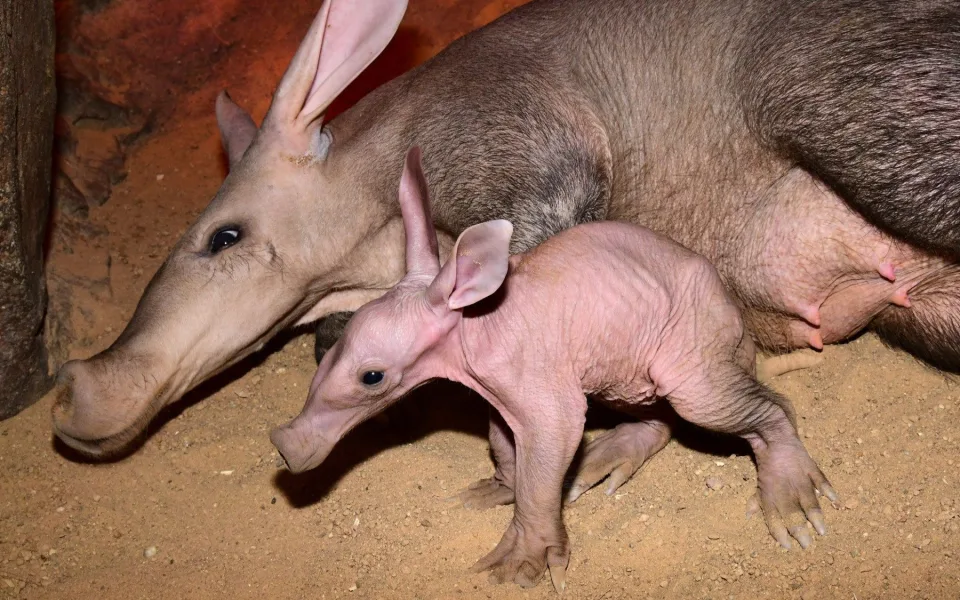 V olomoucké zoo se narodilo mládě vzácně chovaného hrabáče kapského, vyžaduje nepřetržitou péči