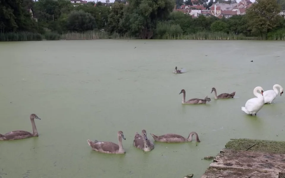 Rybník v Plumlově je mrtvý, labutí mláďata hynou, ptáci odletěli. Může za to rybí osádka?