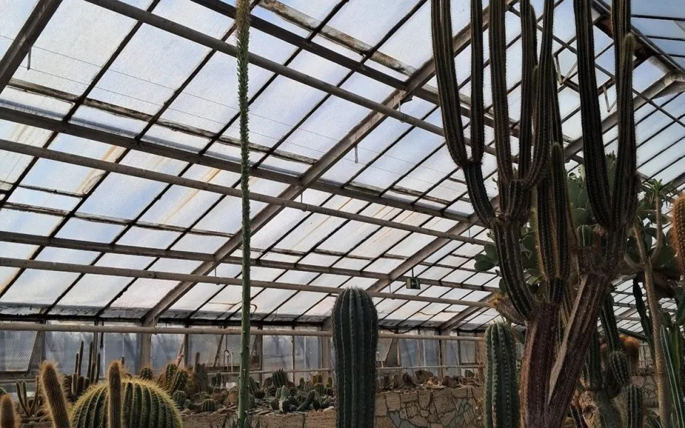 Květní stvol Agave ferdinandi-regis je vyšší než střecha skleníku
