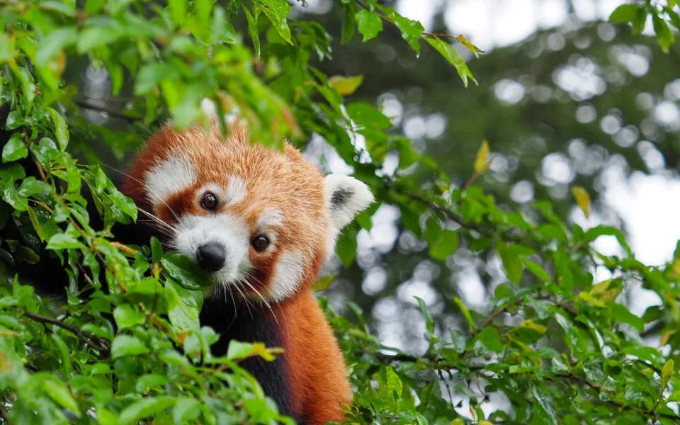 Léto památkám přeje. Vyšší návštěvnost má zoo, Čechy pod Kosířem i Helfštýn