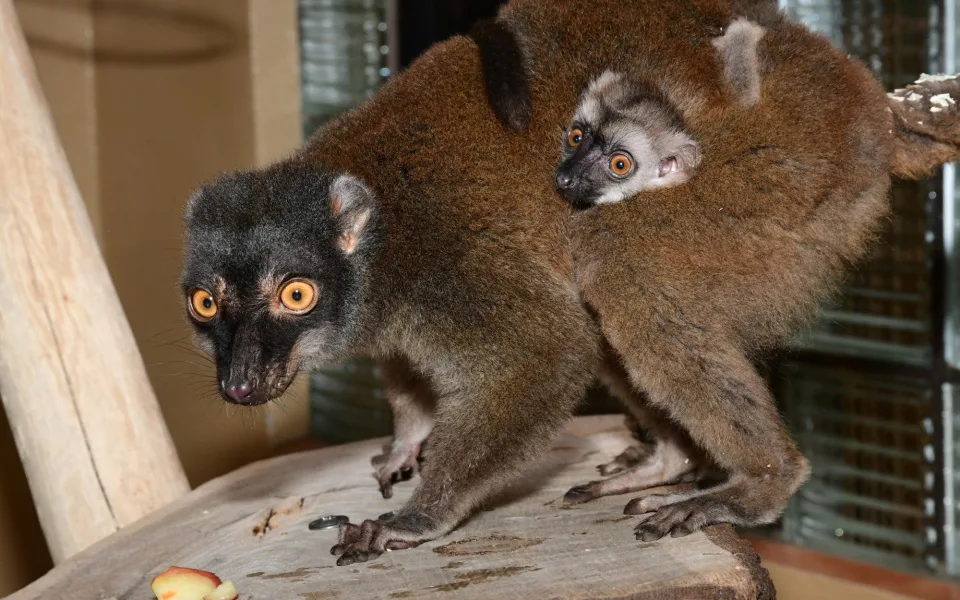Olomoucká zoo má nové lemuří mládě. Bílá hlava napovídá, že jde o samce