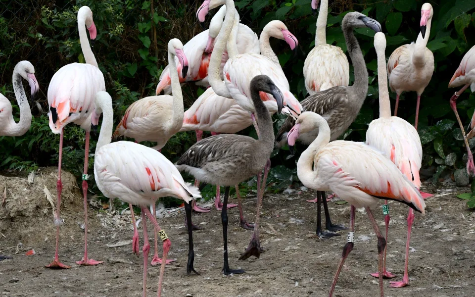 VIDEO: Počasí přálo plameňákům. Zoo Olomouc se raduje ze sedmi mláďat