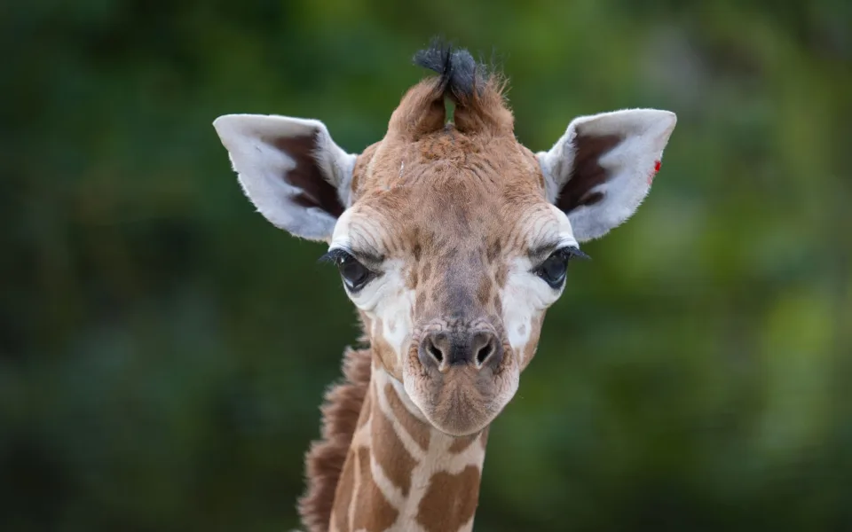 Žirafí mládě se má v olomoucké zoo k světu. Ve volné přírodě druh pomalu vymírá
