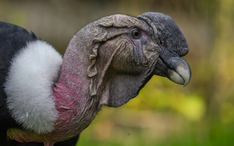 TIP NA VÍKEND: Ze skály až přímo k lidem. Zoo nabídne atraktivní krmení kondorů